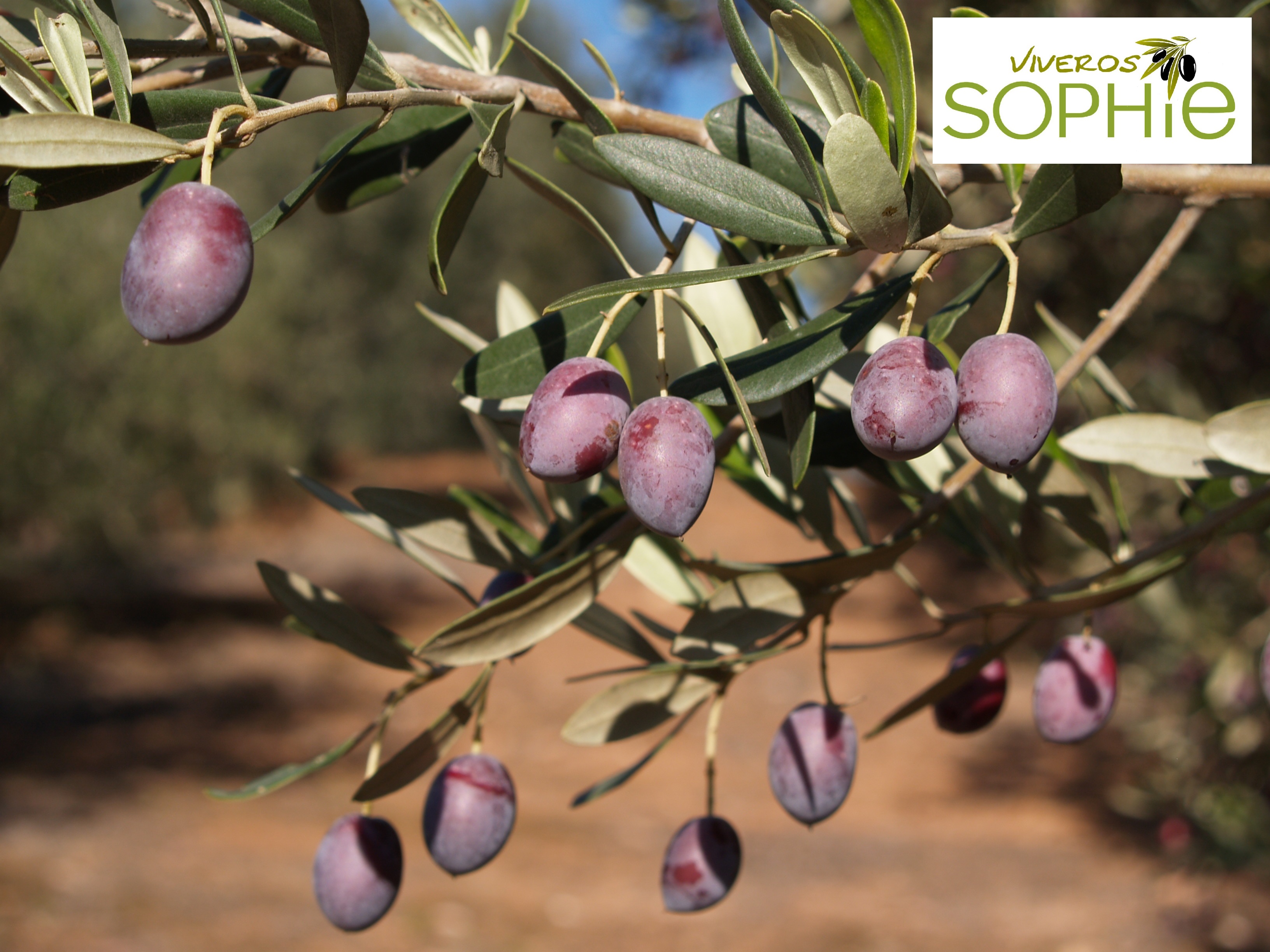 Variedad de olivo SOLLANA